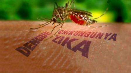 “Zika” virusu  ilə bağlı fövqəladə vəziyyət bitdi