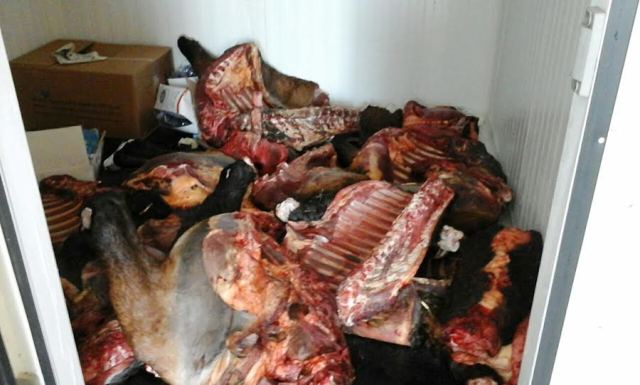 Qəbələdə maşından 200 kiloqram at əti və 3 at başı tapıldı - FOTOLAR