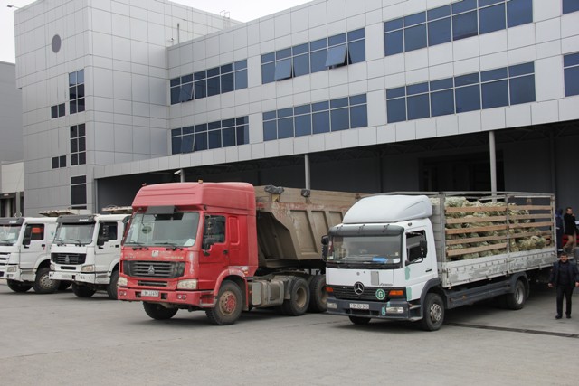 Çindən Azərbaycana 1,5 milyon ədəd tut tingi gətirildi  
