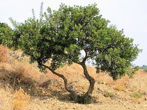 Bakıda ilk dəfə püstə bağı salınır