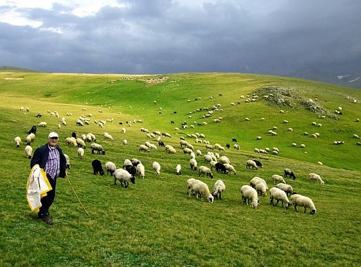 T&uuml;rkiyə azərbaycanlı &ccedil;obanlara iş təklif edir