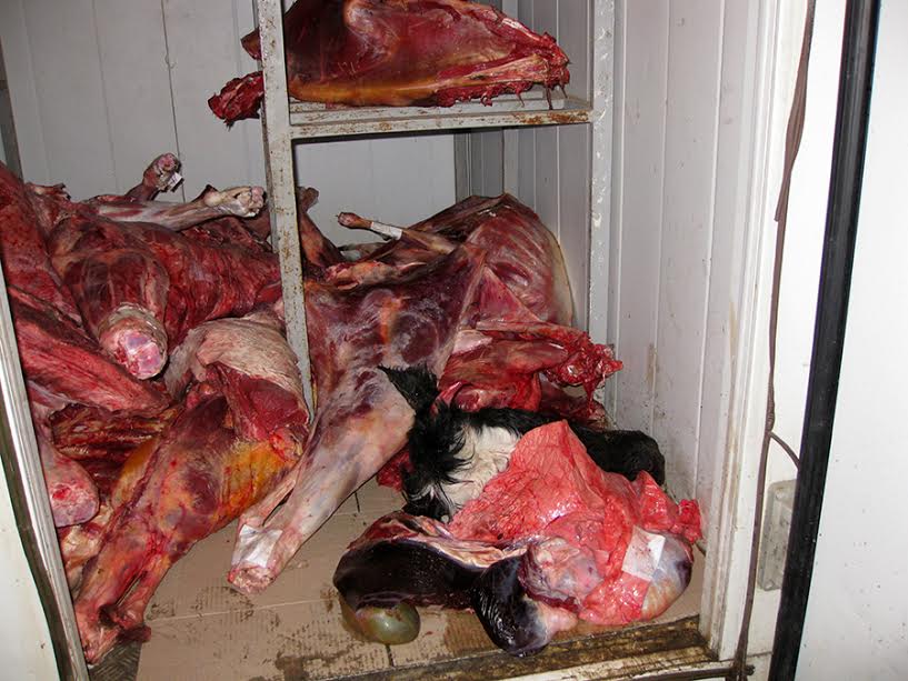 Sabirabadda 600 kilo yararsız ət aşkarlandı &ndash; FOTOLAR