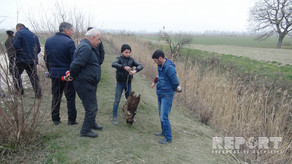 Xaçmazda kanala xeyli kəsilmiş at başı atılıb