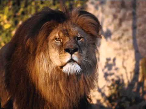 WWF: Yaxın gələcəkdə onurğalı heyvanların 67 faizi yox ola bilər