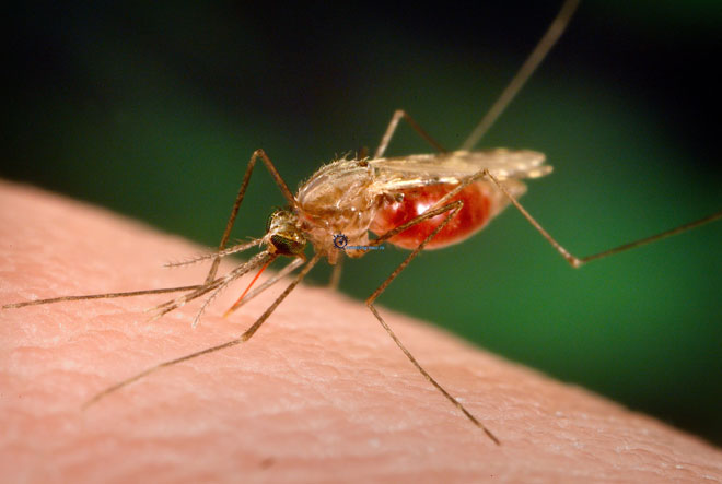  Azərbaycanda malyariya xəstəliyinin 5 geniş miqyaslı epidemiyası baş verib 