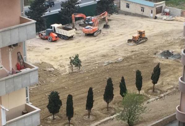 "Ov&ccedil;ular evi" ərazisində ağac əkilir