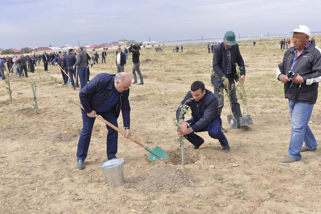 Zakir Qaralov prokurorları ağac əkməyə apardı - FOTO  