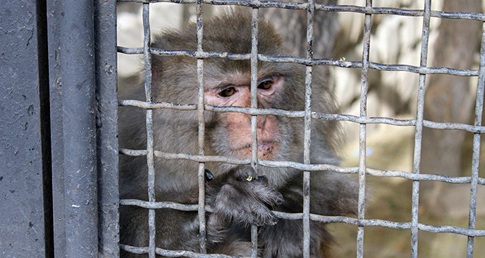 Bakı Zooparkında yenot, meymun, anakonda ölüb