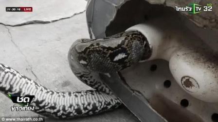 Goranboyda iki nəfəri ilan sancıb