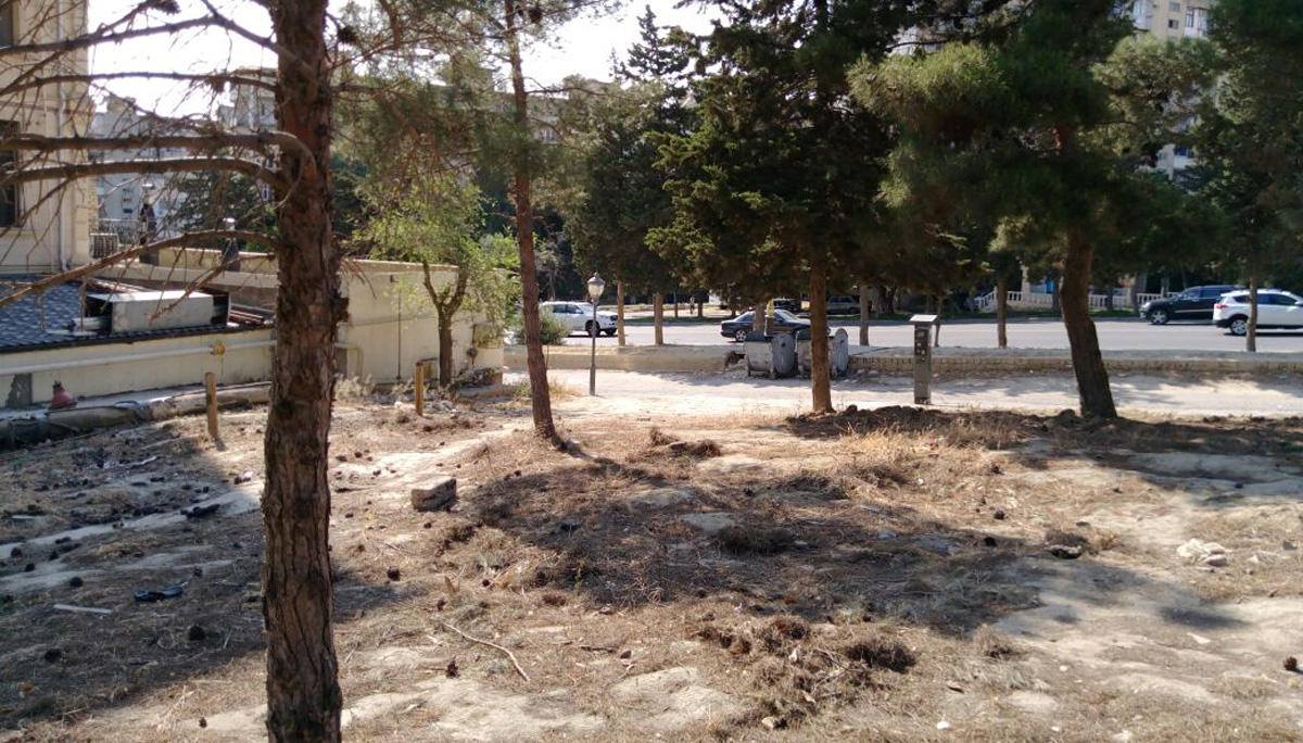 Bakıda 32 eldar şamını kəsdilər - nazirlik polisə müraciət etdi
