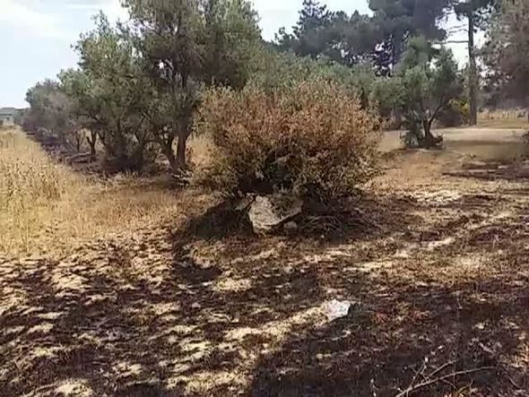Maştağada zeytun bağlı məhv edilib, araşdırma başlanılıb