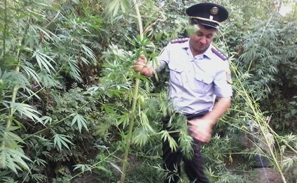 Polis gizli "narkotik meşəsi" aşkarladı