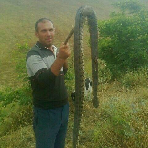 Ağsuda peyda olan böyük Qafqaz gürzəsi öldürüldü - FOTO