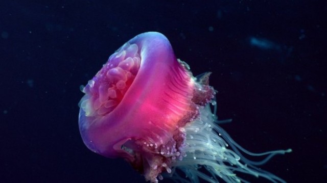 Ölümsüz meduzalar– onlar yenidən CAVANLAŞIRLAR