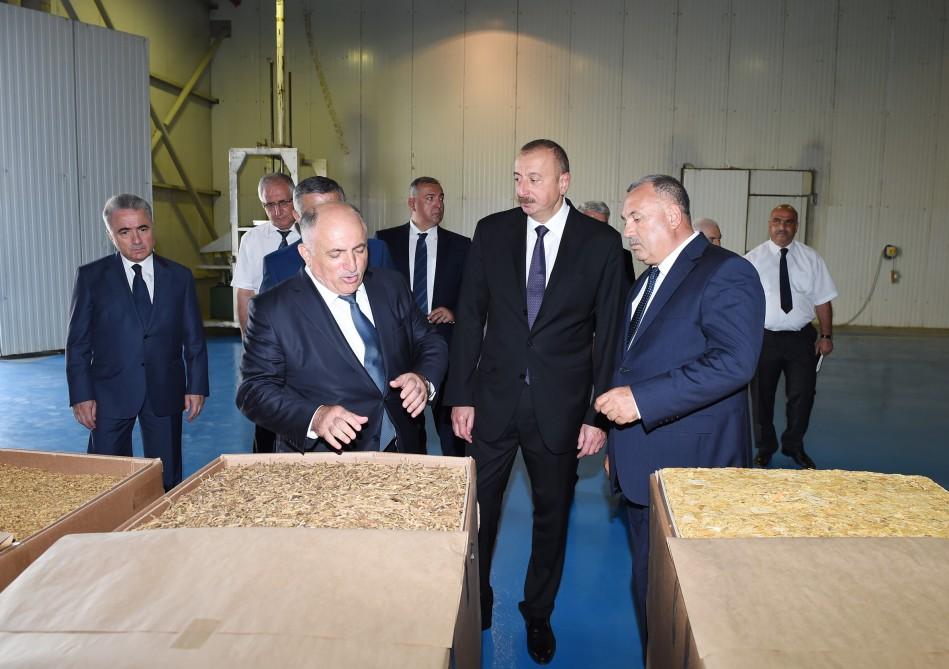 Prezident tütün zavodu və qızılgül yağı istehsalı müəssisəsində - FOTOLAR