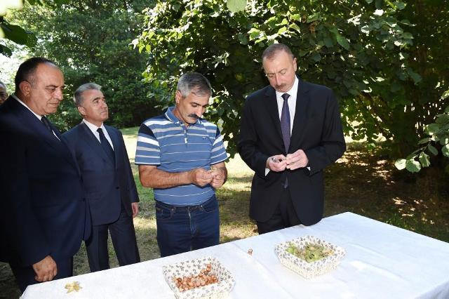 Prezident Qaxda fındıqçılıq təsərrüfatına gedib