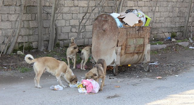 Sumqayıtda it dişləyən uşaqların vəziyyəti haqda AÇIQLAMA