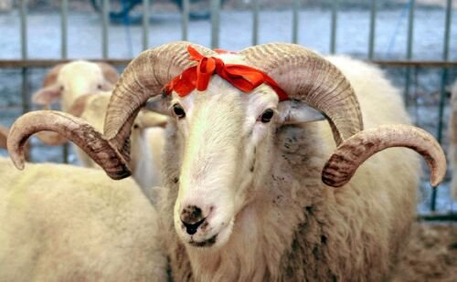Qurban bayramına görə baytarlıq nəzarəti gücləndirildi