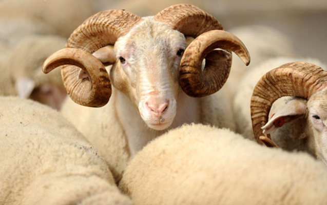 Bakıda qurbanlıq heyvanların satış yarmarkaları açılır - ÜNVANLAR   