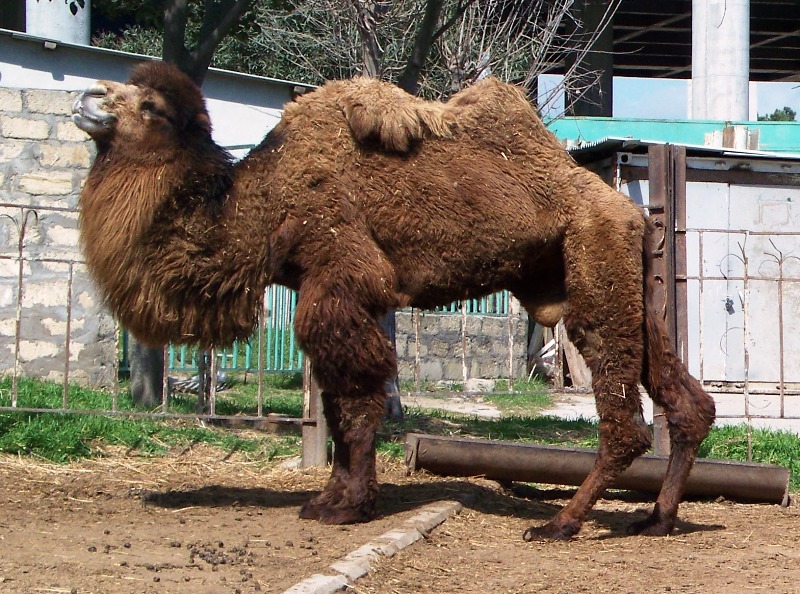 Zooprakda hansı heyvanlar günvurmadan ölüb...   