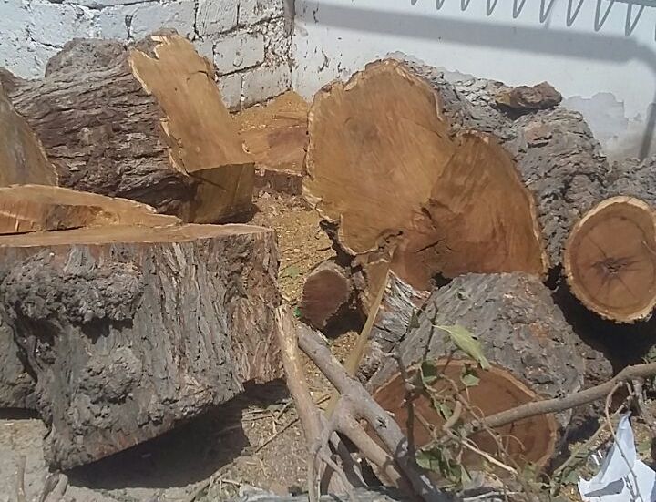 Sumqayıtda tut ağacını kəsən şəxs məsuliyyətə cəlb edildi  