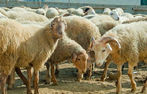 Nazirlik sahibkarları qurbanlıq heyvan satışına dəvət etdi   