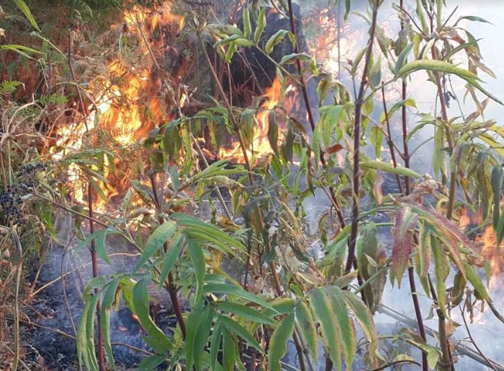 ETSN: Qəbələdəki yanğının söndürülməsi üçün tədbirlər davam etdirilir