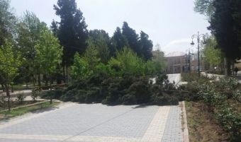Güclü külək ağacları kökündən çıxardı