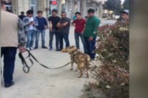 Canavarlar kəndə hücum etdi - Video