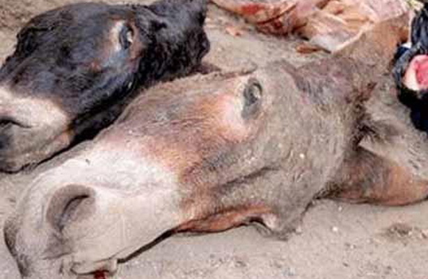 At əti satan daha bir nəfər saxlanıldı