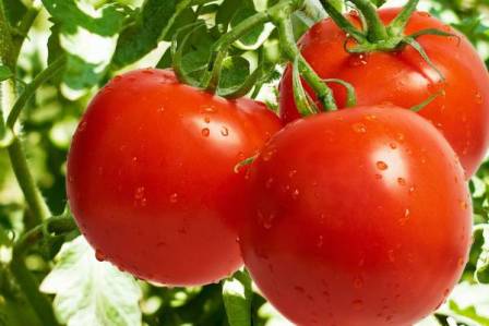 Rusiya 18 ton pomidoru Azərbaycana qaytardı