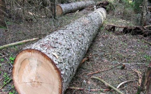 Nazirlik rayonlarda ağac kəsənlərə qarşı “MÜHARİBƏ” başlatdı