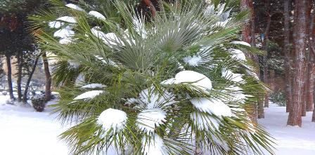 Dekabrın hava PROQNOZU - 20 dərəcə şaxta olacaq