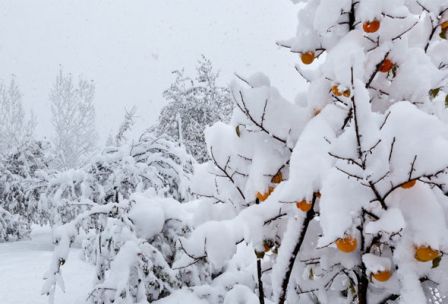 Faktiki hava şəraiti açıqlandı – Azərbaycana 33 sm qar yağıb