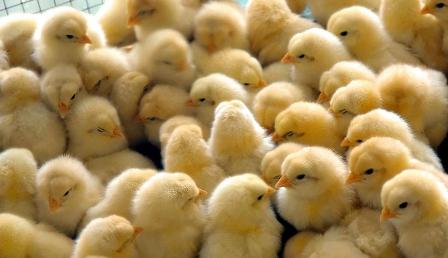 Neftçalada broylerin 7 işçisi 800 cücə OĞURLADI