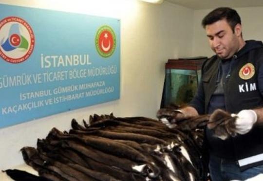 Azərbaycanlı ər-arvad 200 ədəd porsuq dərisi ilə yaxalandı