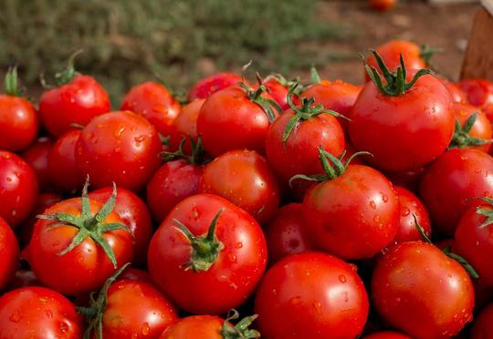 Azərbaycan pomidor ixracına g&ouml;rə liderdir