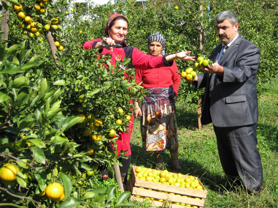 Azərbaycanda 1200-dək kiçik ailə təsərrüfatı yaradılıb    
