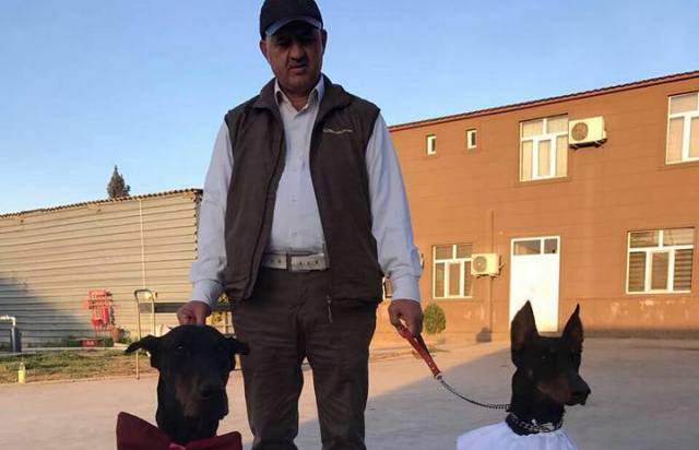 İtlərinə toy edən iş adamı səs-küylü xəbəri yayan şəxsi bağışladı   