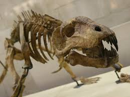 Dinozavr skeletləri 3 milyon dollara satıldı