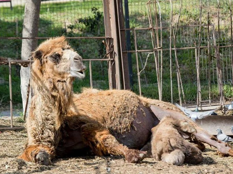 Bakı Zooparkı yay rejiminə keçir - Heyvanlar balaladılar   