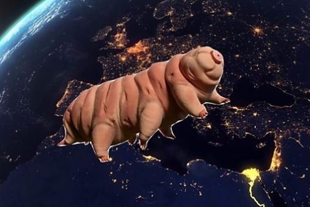Yer kürəsində ən çox bu canlılar yaşayacaqlar 
