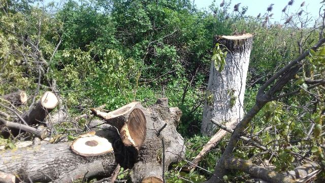 Bakı-Quba yolunda qoz ağaclarını kəsdilər