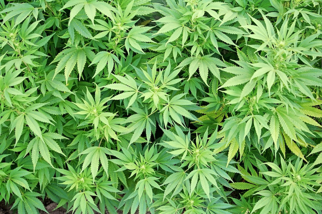 Zərdabda 4 tondan artıq narkotik tərkibli bitki aşkarlandı
