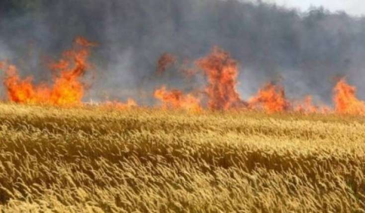Masallı və Göygöldə taxıl sahələrində yanğın olub