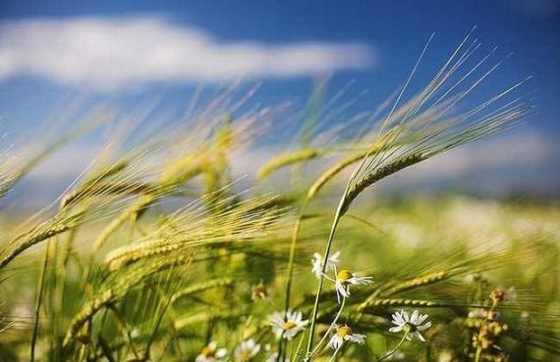 Küləkli hava daha neçə gün davam edəcək? - PROQNOZ