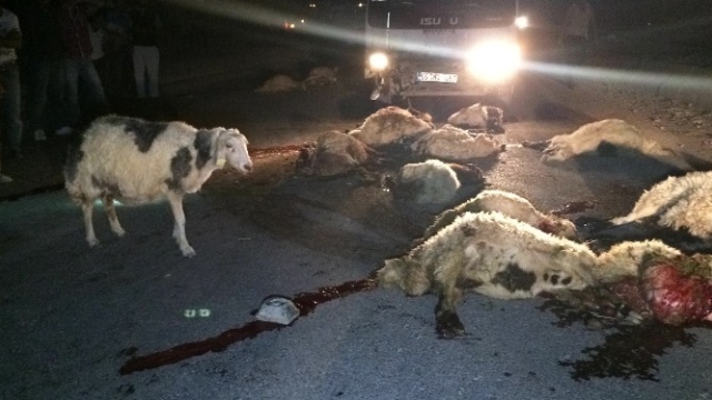Maşın qoyun sürüsünə girdi - Çoban yaralandı, 57 baş qoyun tələf oldu - Azərbaycanda