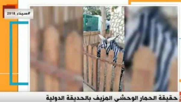 Zooparkda eşşəkləri zebra kimi təqdim etdilər - FOTO