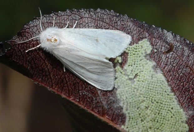 Lənkəranda Amerika ağ kəpənəyinə qarşı m&uuml;barizə