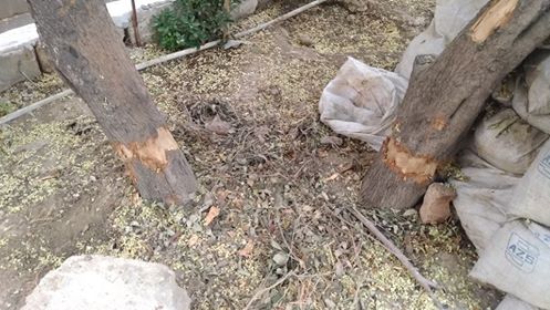 Bakıda ağacları zədələyən 800 manat cərimələndi
